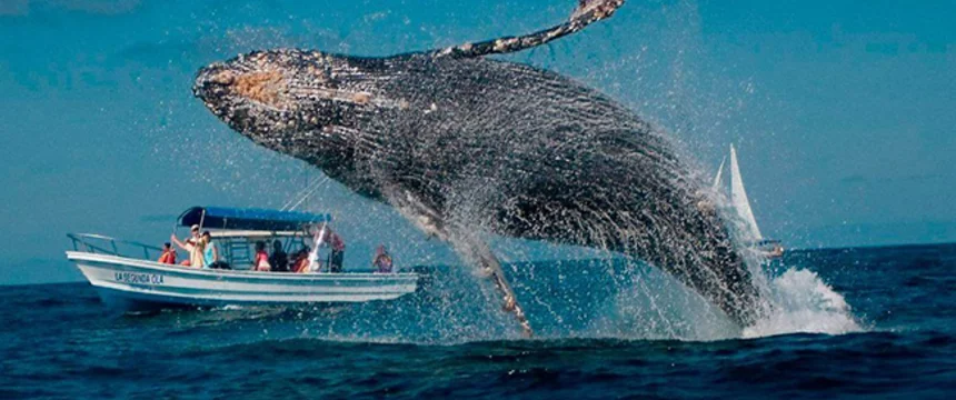 imagenes-de-ballenas-yubarta.jpg